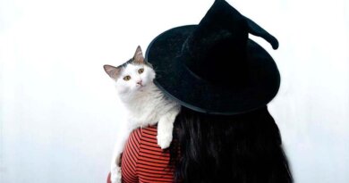 Gatos: mensajeros de lo sobrenatural