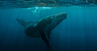 Día Mundial de las Ballenas y los Delfines: ONG piden reforzar la protección de los mamíferos marinos