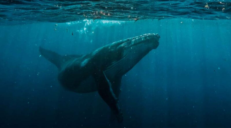Día Mundial de las Ballenas y los Delfines: ONG piden reforzar la protección de los mamíferos marinos